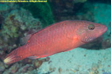 wrasse