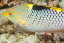 wrasse