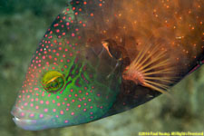 wrasse