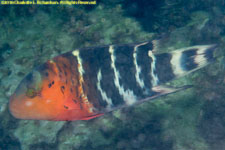 wrasse