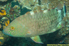 wrasse