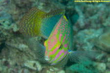 wrasse