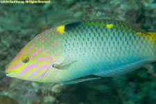 wrasse