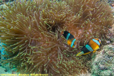 anemone