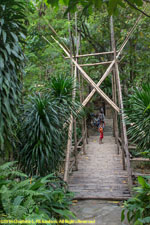 bamboo bridge