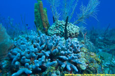 finger coral