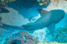 nurse shark