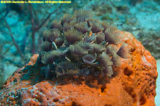 social feather duster worms