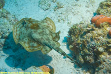 yellow stingray