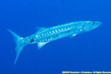 great barracuda