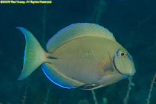 ocean surgeonfish