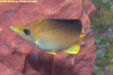 longsnount butterfly fish