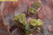 flower coral and arrow crab