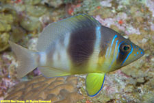 barred hamlet