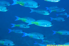 creole wrasses