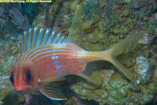 squirrelfish