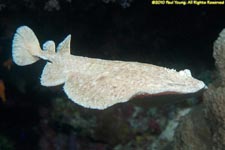 torpedo ray