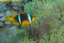 clownfish and anemone