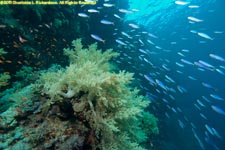 soft coral and wall