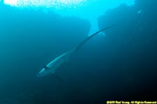 thresher shark