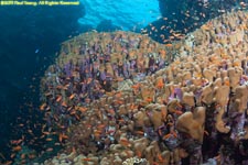 finger coral and anthias