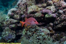 giant squirrelfish