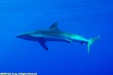 silky shark