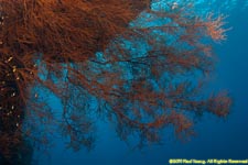 black coral