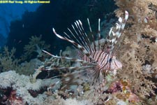 lion fish