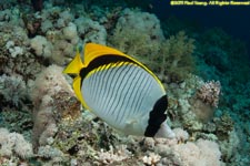 lined butterflyfish