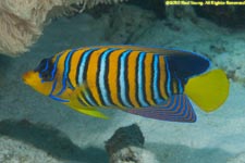 royal angelfish