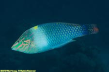 wrasse