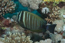 sailfin tang