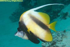 bannerfish