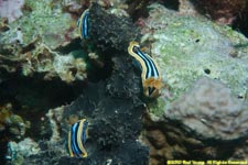 pajama slug nudibranches