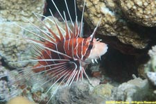 clearfin lionfish