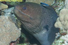 giant moray eel being cleaned