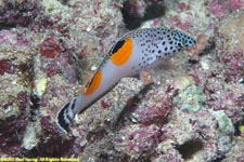 clown sand wrasse