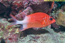 giant squirrelfish