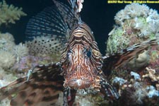 lion fish portrait