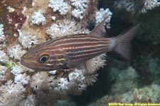 tiger cardinalfish