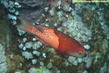 lyretail hogfish