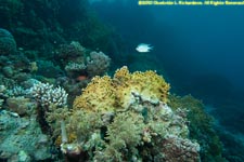 fire coral and damselfish