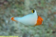 juvenile bicolor parrotfish