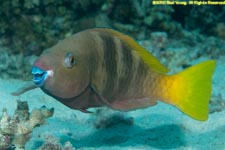 parrotfish