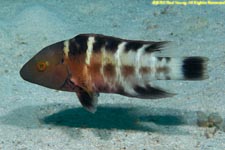 red-brested splendour wrasse