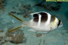 juvenile bigeye emperor