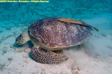 green sea turtle with remora