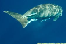 dugong