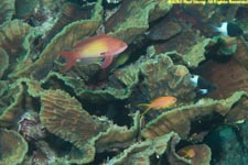 anthias in lettuce coral